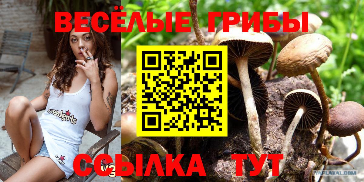 где купить наркоту  Вход с VPN  Щёлково  Псилоцибиновые грибы прущие грибы 